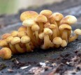Мицелии грибов Опенок зимний Мицелий грибов