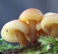 Мицелии грибов Опенок зимний Мицелий грибов