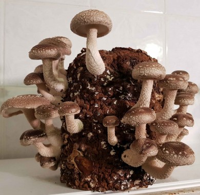 Мицелии грибов Шиитаке Мицелий грибов