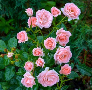 Роза Лидия Розы