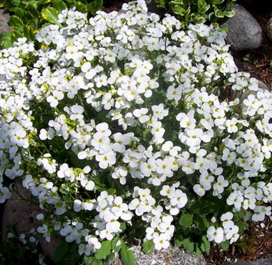 Арабис кавказский белый Семена цветов
