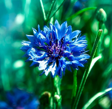 Василек темно-синий Семена цветов