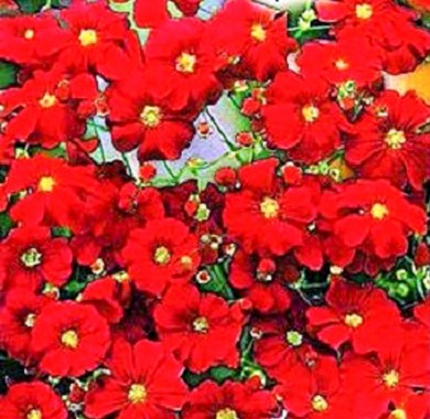 Гипсофила изящная красная Семена цветов
