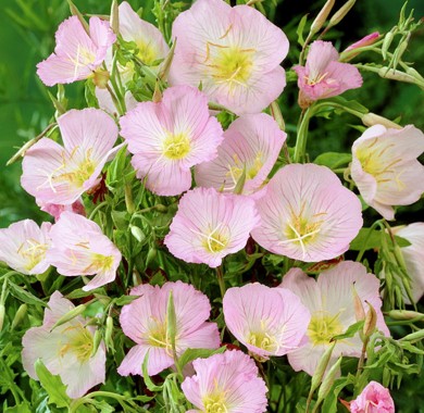 Энотера розовая Семена цветов