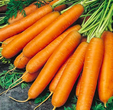 Морковь Нантская 5 Морковь