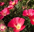 Эшшольция калифорнийская карминно-розовая Семена цветов