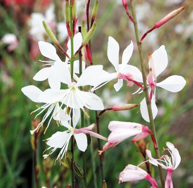 Гаура Линдхеймера Спаркл Уайт (белая) Семена цветов