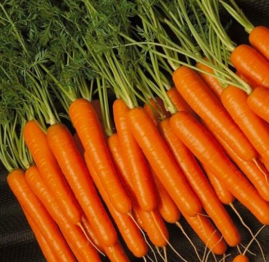 Морковь Самсон, среднепоздняя Морковь