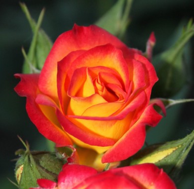 Роза Тайфун Розы
