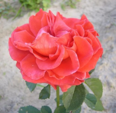 Роза Оранж Эль Торо Розы