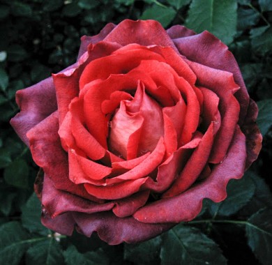 Роза Гиннес Розы