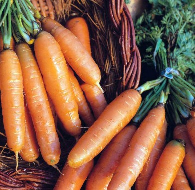 Морковь Амстердамская Морковь
