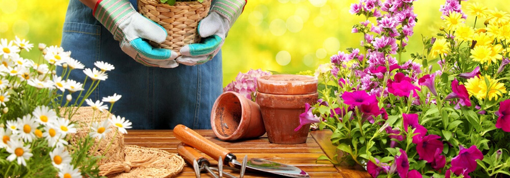 5 полезных советов начинающим садоводам