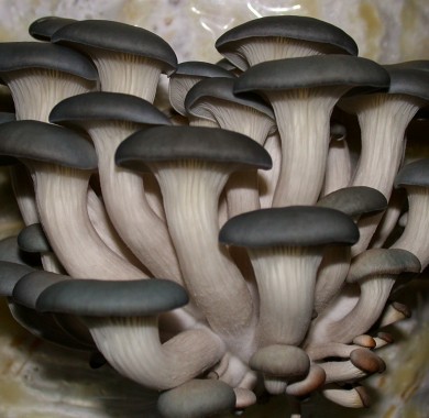 Вешенка, Штамм АК (Китай) Мицелий грибов