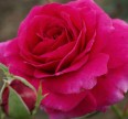 Роза Биг Парпл Розы