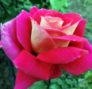 Роза Кроненбург Розы