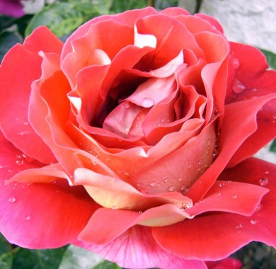 Роза Кроненбург Розы