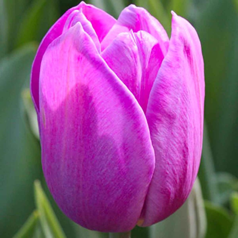 Тюльпан алиби фото и описание