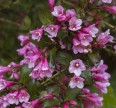 Вейгела Цветущая Нана Пурпуреа Лиственные растения