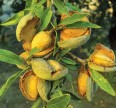 Орех Миндаль плодовый Форос Ореховые