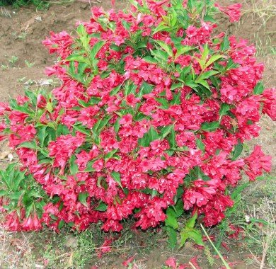Вейгела гибридная Ред Принц Лиственные растения