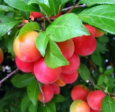 Сливово-вишневый гибрид Самоцвет Сливы