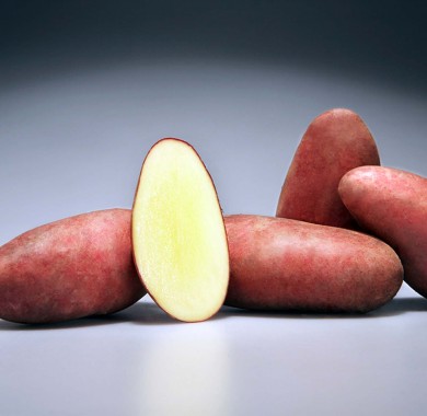 Семенной картофель Манифест Картофель семенной