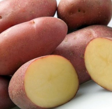 Семенной картофель Манифест 3 кг Картофель семенной