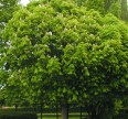 Каштан конский Обыкновенный Лиственные растения