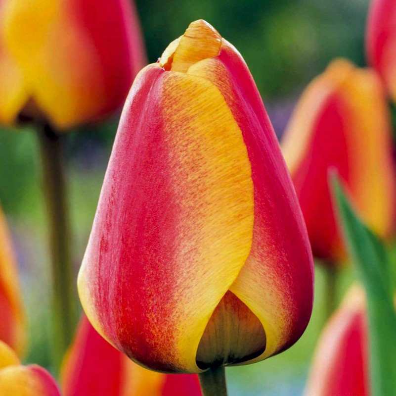 Тюльпан эбигейл фото и описание