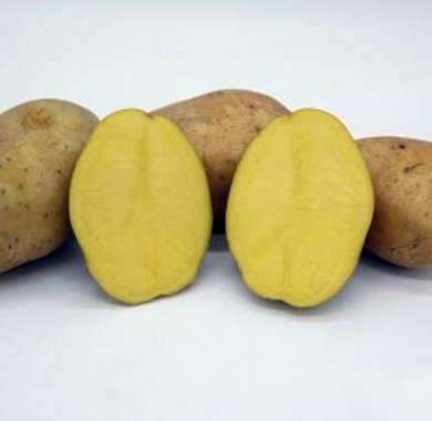 Семенной картофель Джувел Картофель семенной