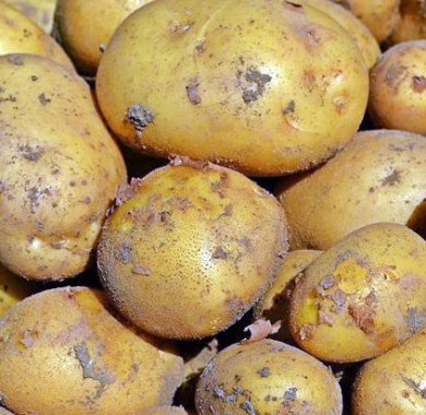 Семенной картофель Джувел 3 кг Картофель семенной