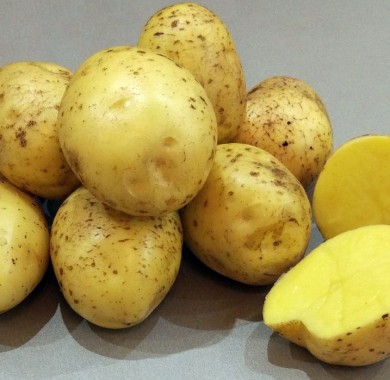 Семенной картофель Галла 3 кг Картофель семенной