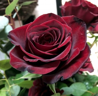 Акция Роза Черная Магия Розы