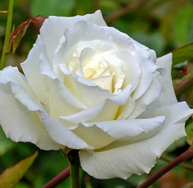 Роза Боинг Розы
