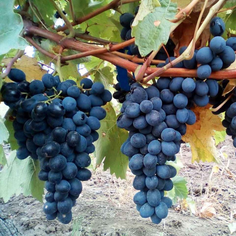 Искусственный виноград для интерьера