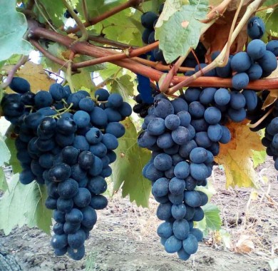Виноград Молдова Виноград
