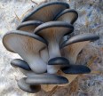 Мицелии грибов Вешенка, Штамм Нк-35 Мицелий грибов
