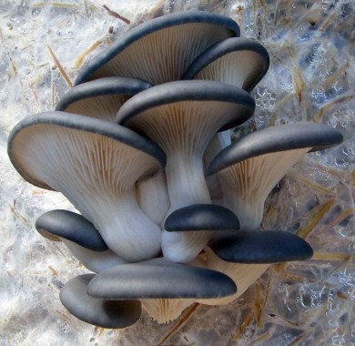 Мицелии грибов Вешенка, Штамм Нк-35 Мицелий грибов