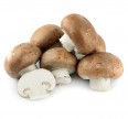 Мицелии грибов Шампиньон, Portobello Мицелий грибов