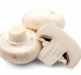 Мицелии грибов Шампиньон, Штамм А-15 Мицелий грибов