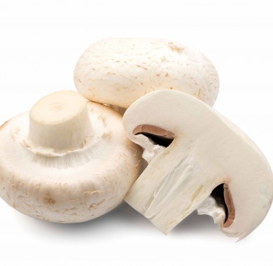 Мицелии грибов Шампиньон, Штамм А-15 Мицелий грибов