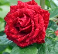 Акция Роза Ред Интуишн Розы
