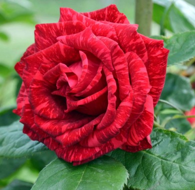Акция Роза Ред Интуишн Розы