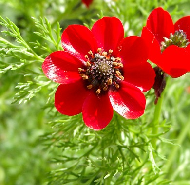 Адонис (Горицвет) красный Семена цветов
