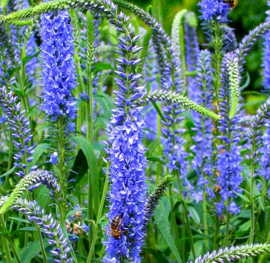 Вероника узколистная синяя Семена цветов
