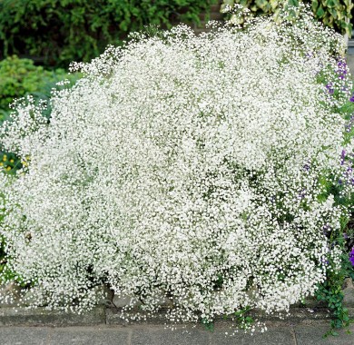 Гипсофила метельчатая белая Семена цветов