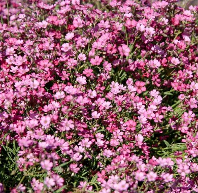 Гипсофила изящная розовая Семена цветов