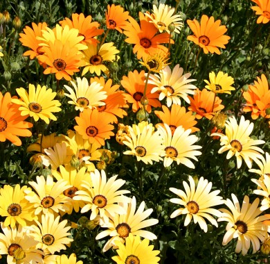 Диморфотека выемчатая Солнечный ковёр Семена цветов