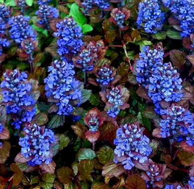 Живучка (Аюга) ползучая синяя Семена цветов